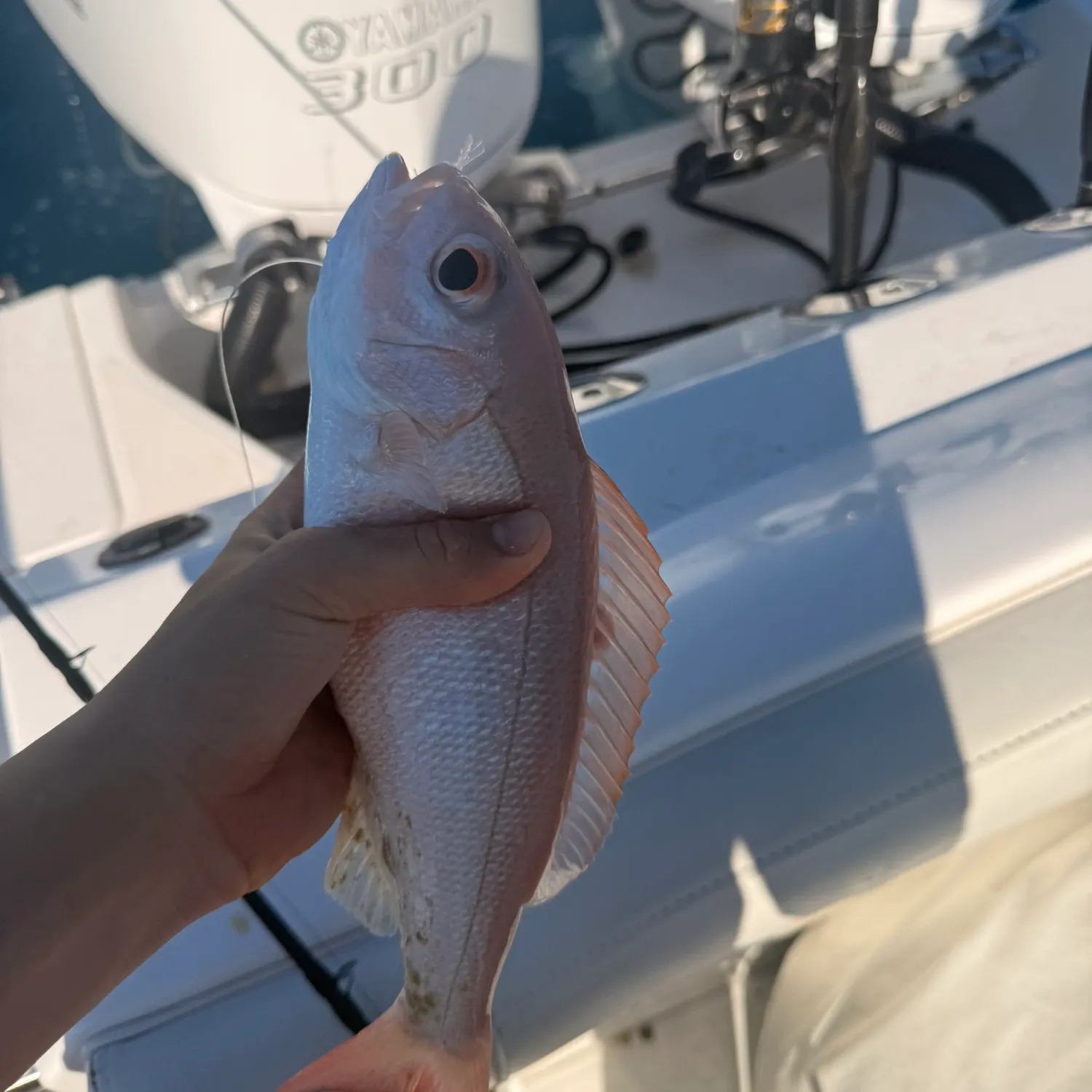 The most recent Vermilion snapper catches on Fishbrain