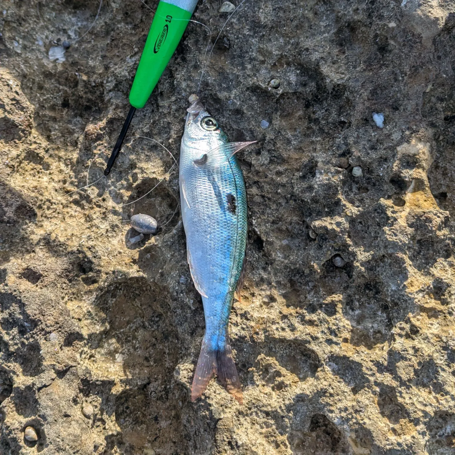 The most recent Blotched picarel catches on Fishbrain