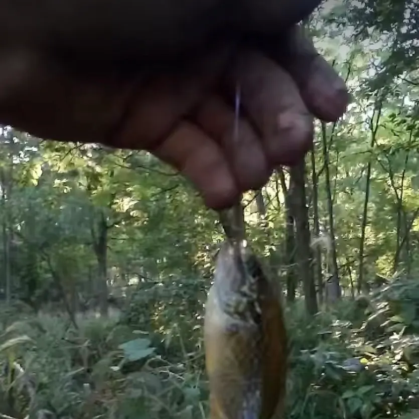 Green sunfish caught on Fishbrain