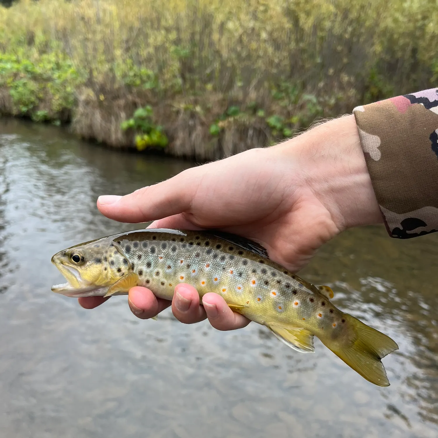 Brown trout caught on Fishbrain