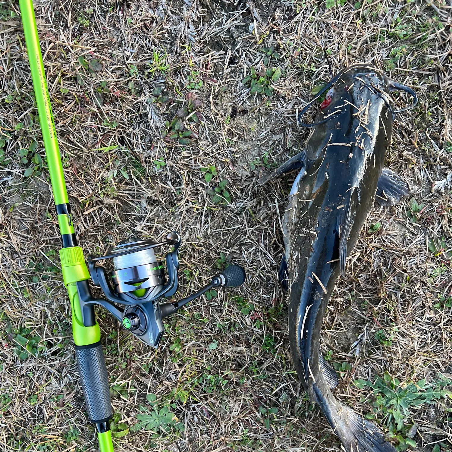 The most recent Channel catfish catches on Fishbrain