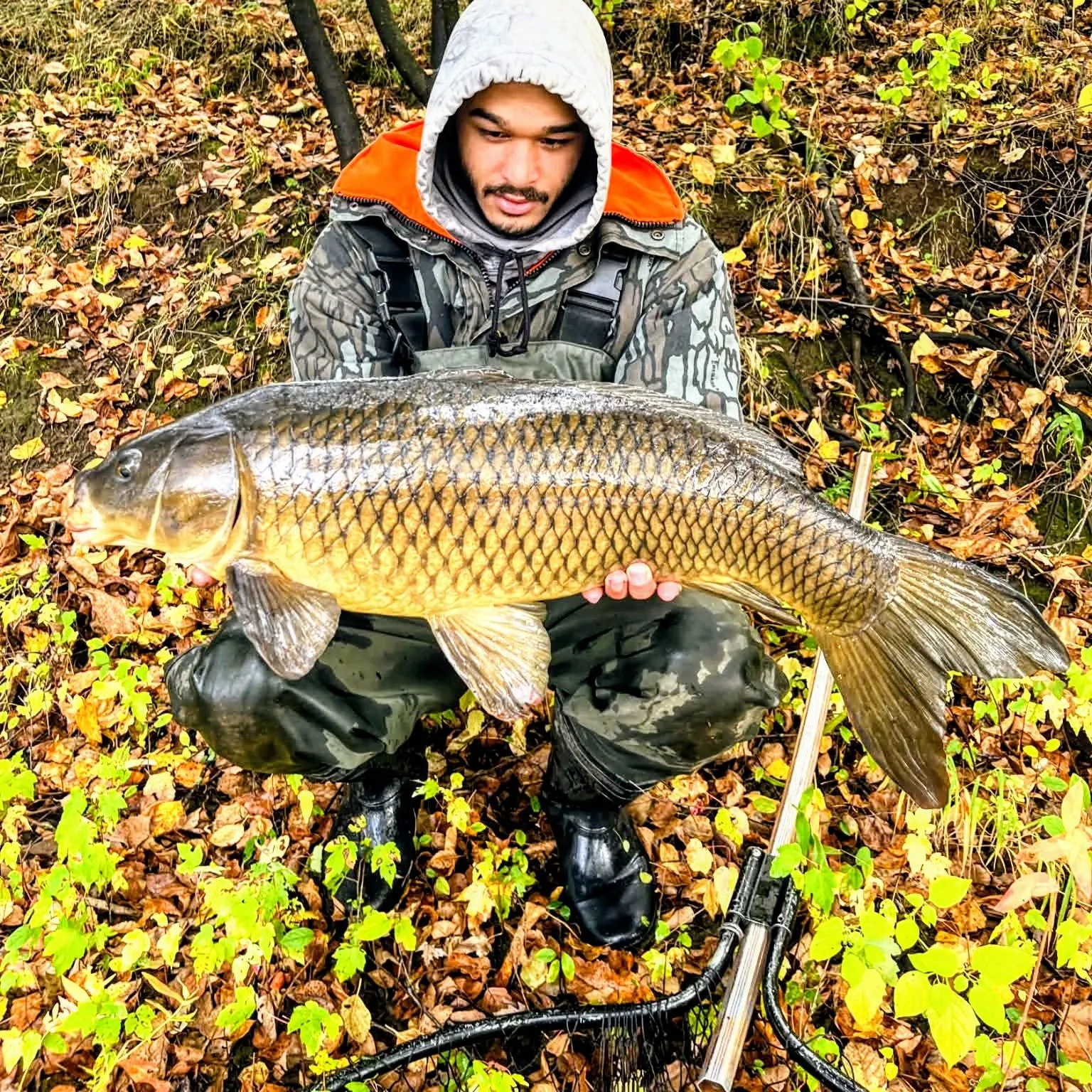 Common carp caught on Fishbrain