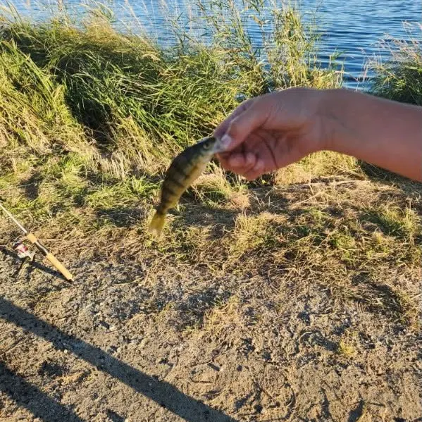 Yellow perch caught on Fishbrain