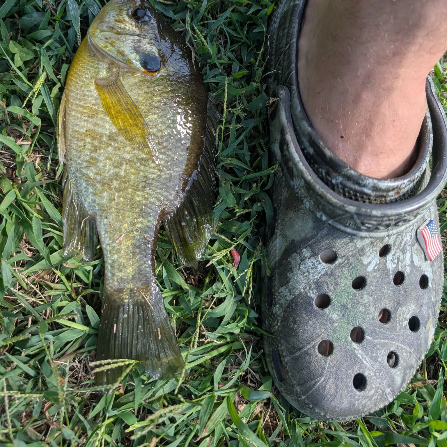 The most recent Redear sunfish catches on Fishbrain