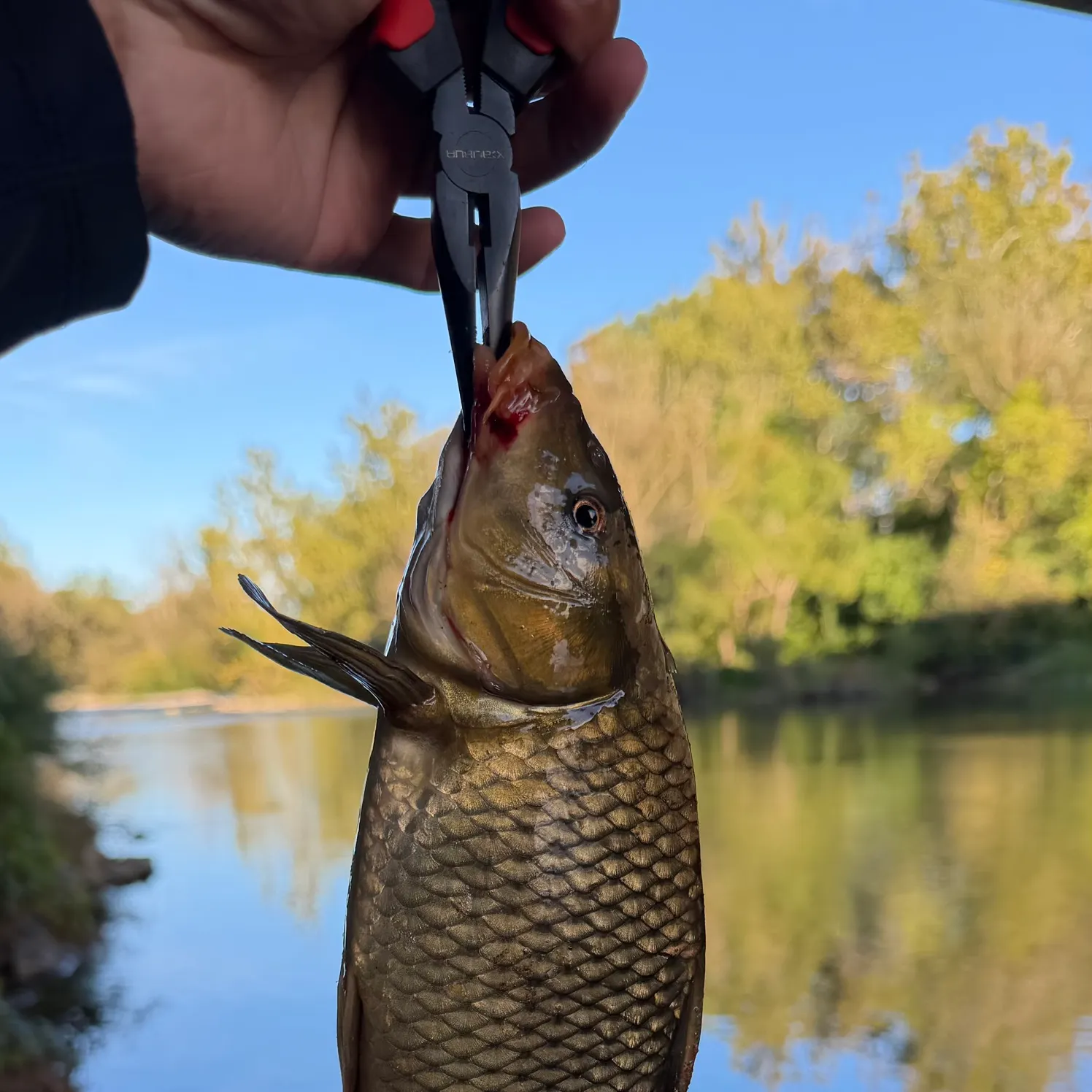 Common carp caught on Fishbrain