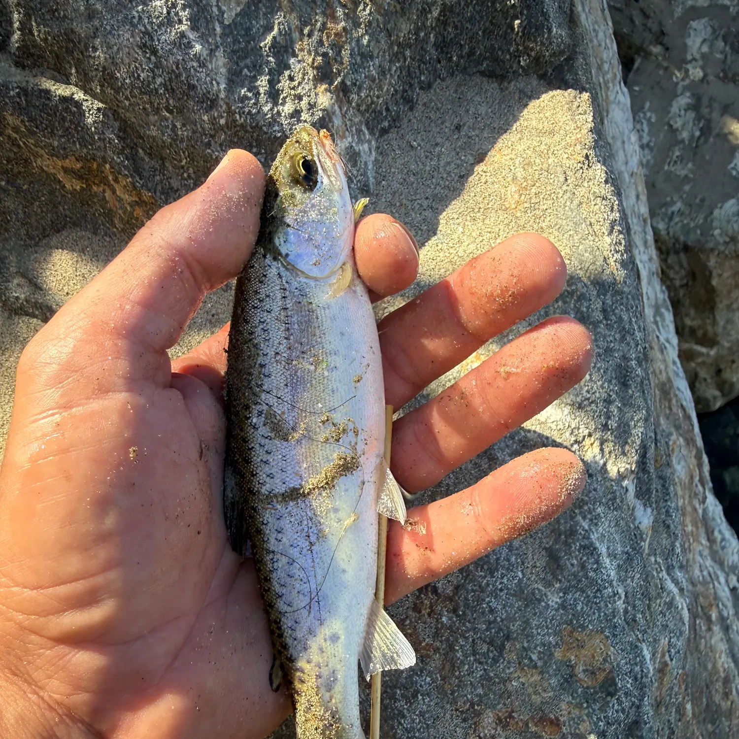 Rainbow trout caught on Fishbrain