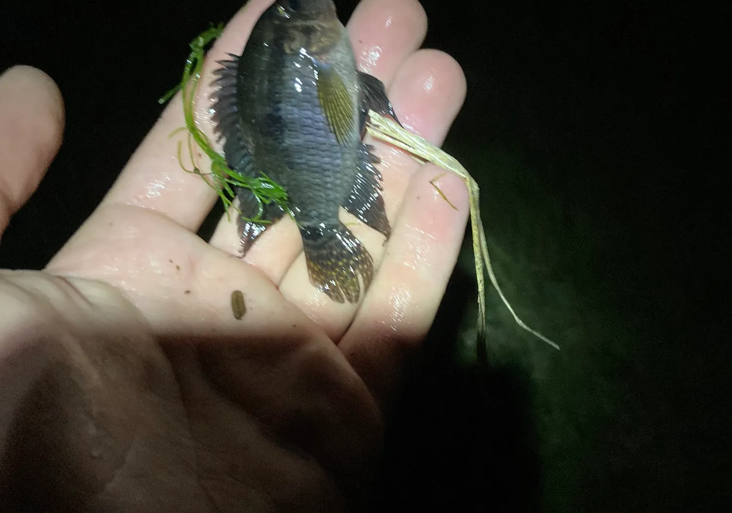 Jaguar cichlid