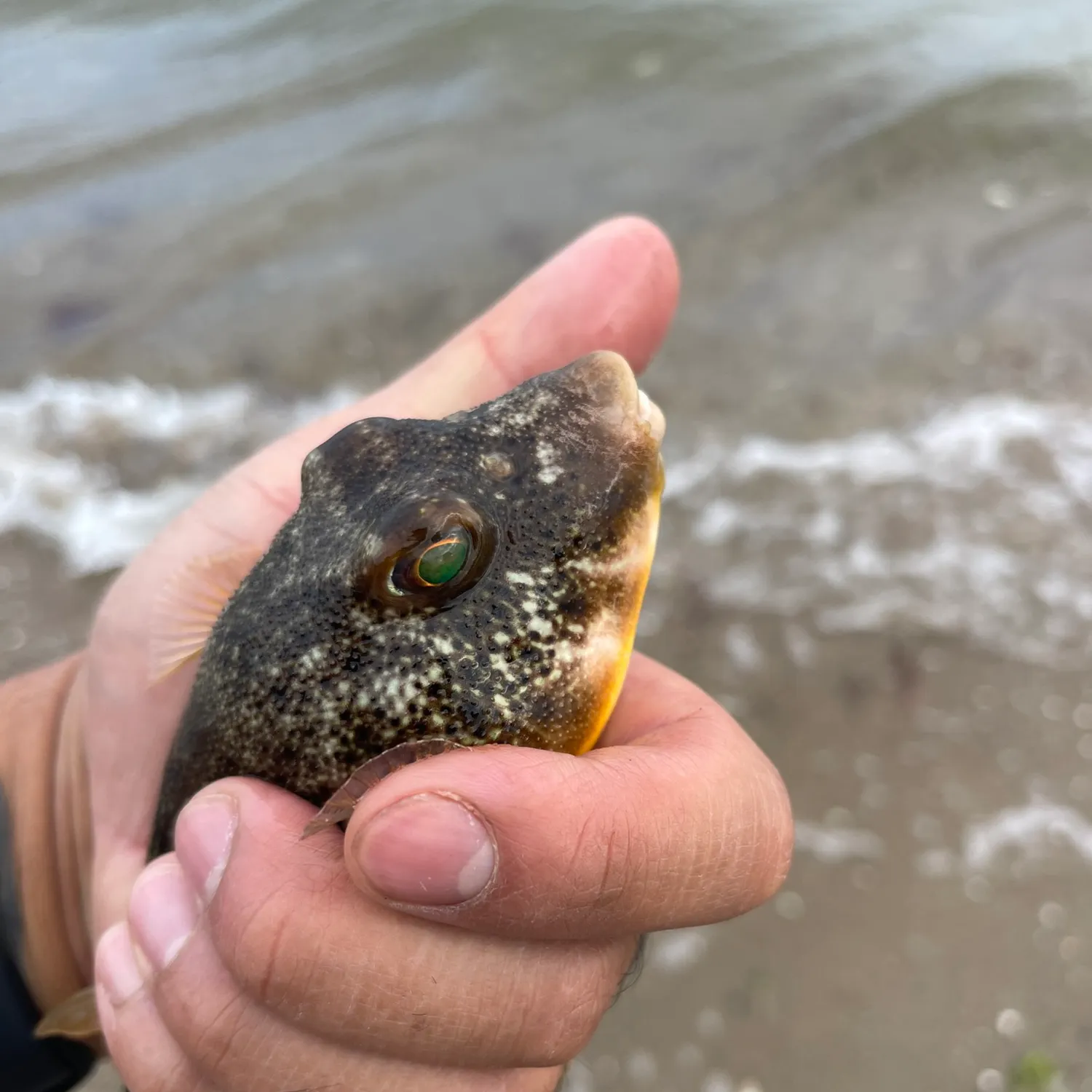 Northern puffer caught on Fishbrain
