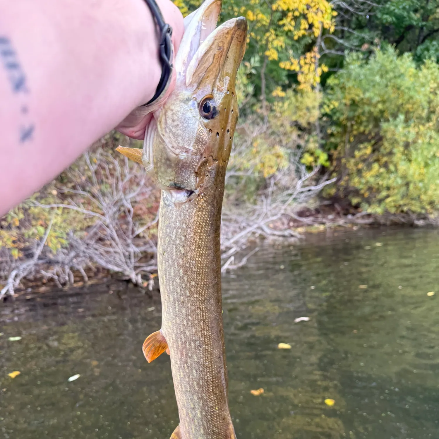 Northern pike caught on Fishbrain
