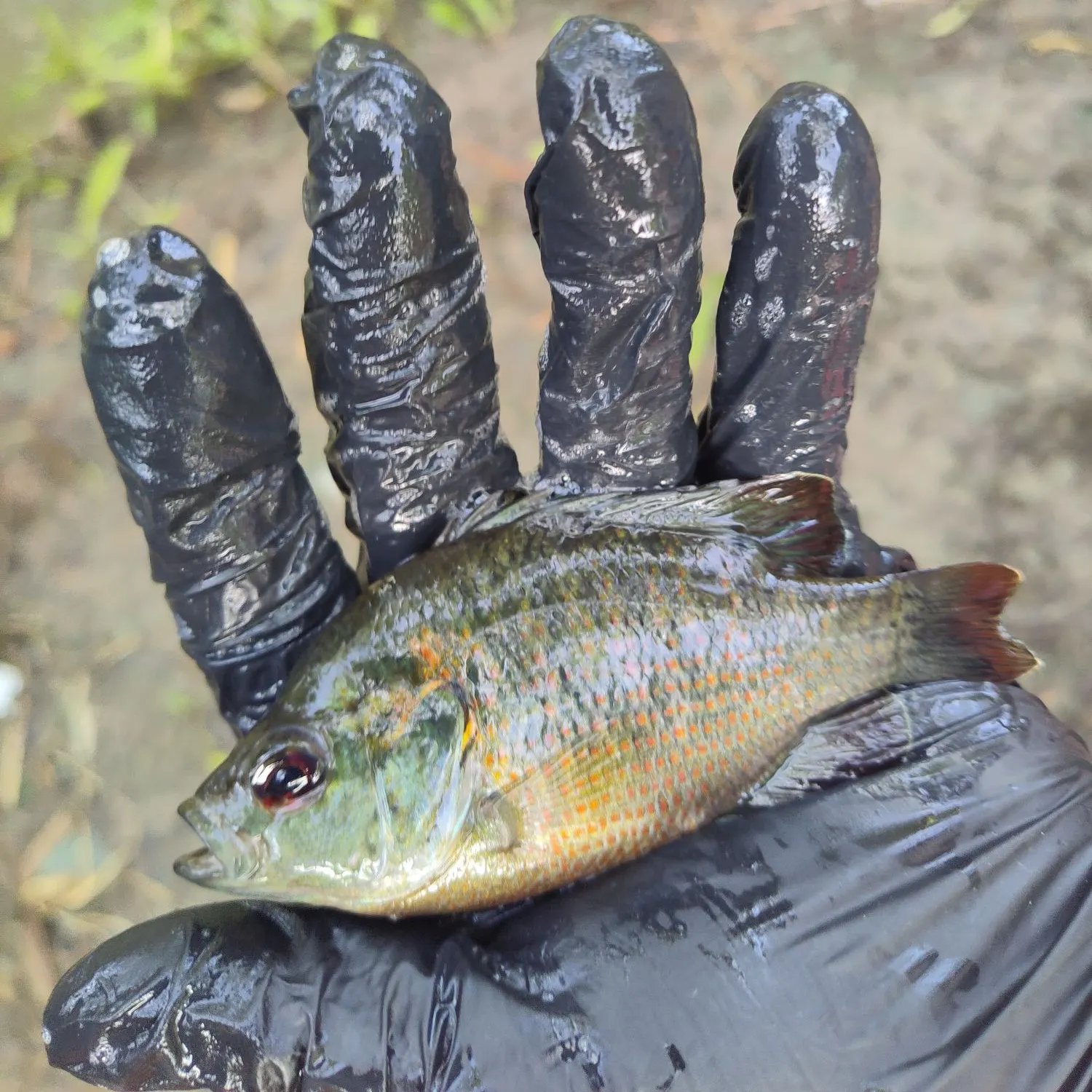 The most recent Redspotted sunfish catches on Fishbrain