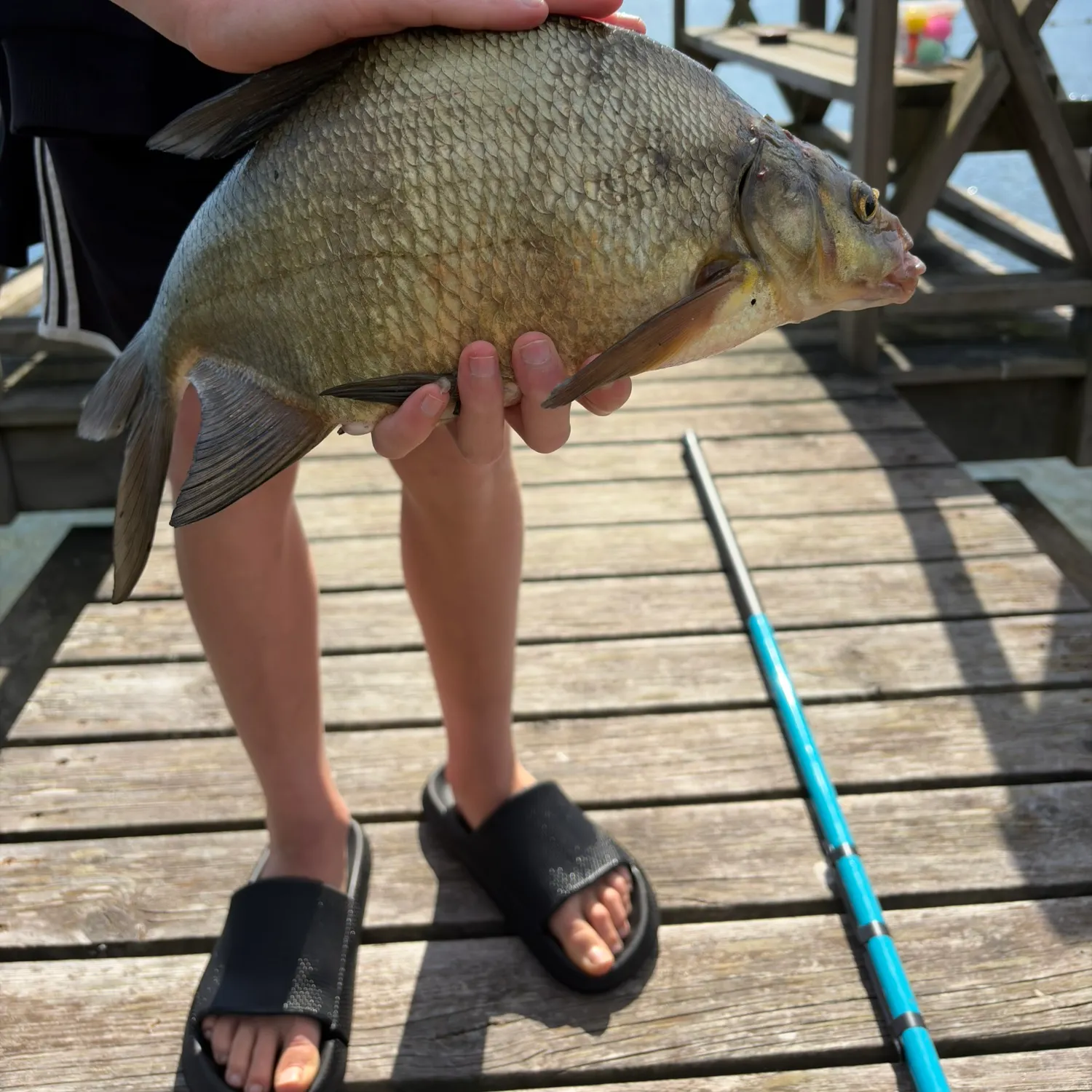 Common bream caught on Fishbrain