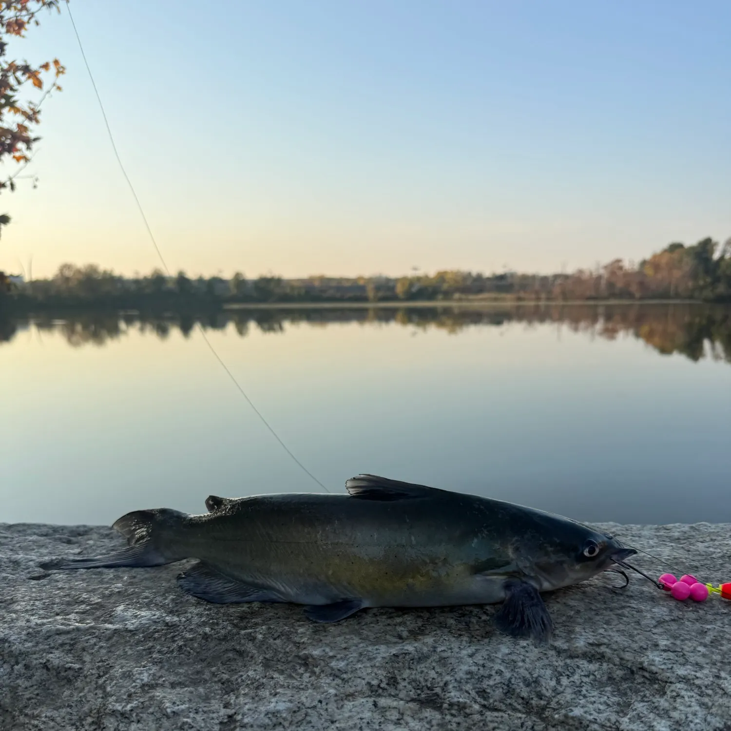 Channel catfish caught on Fishbrain