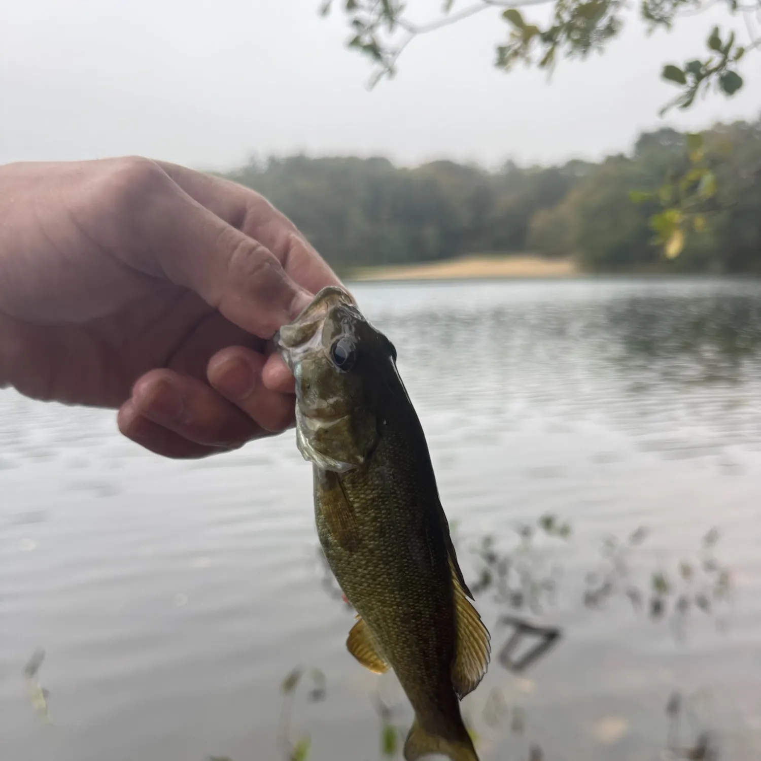 Smallmouth bass caught on Fishbrain