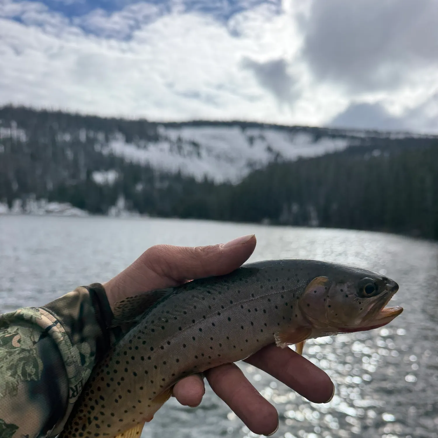 The most recent Colorado river cutthroat trout catches on Fishbrain