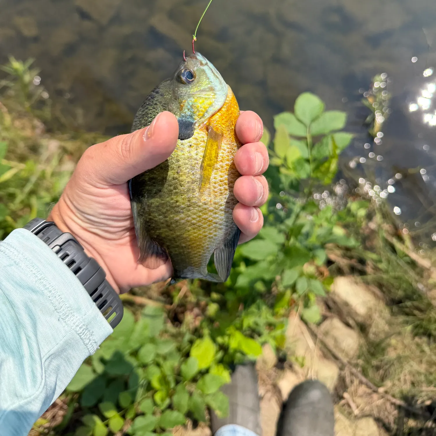 catch