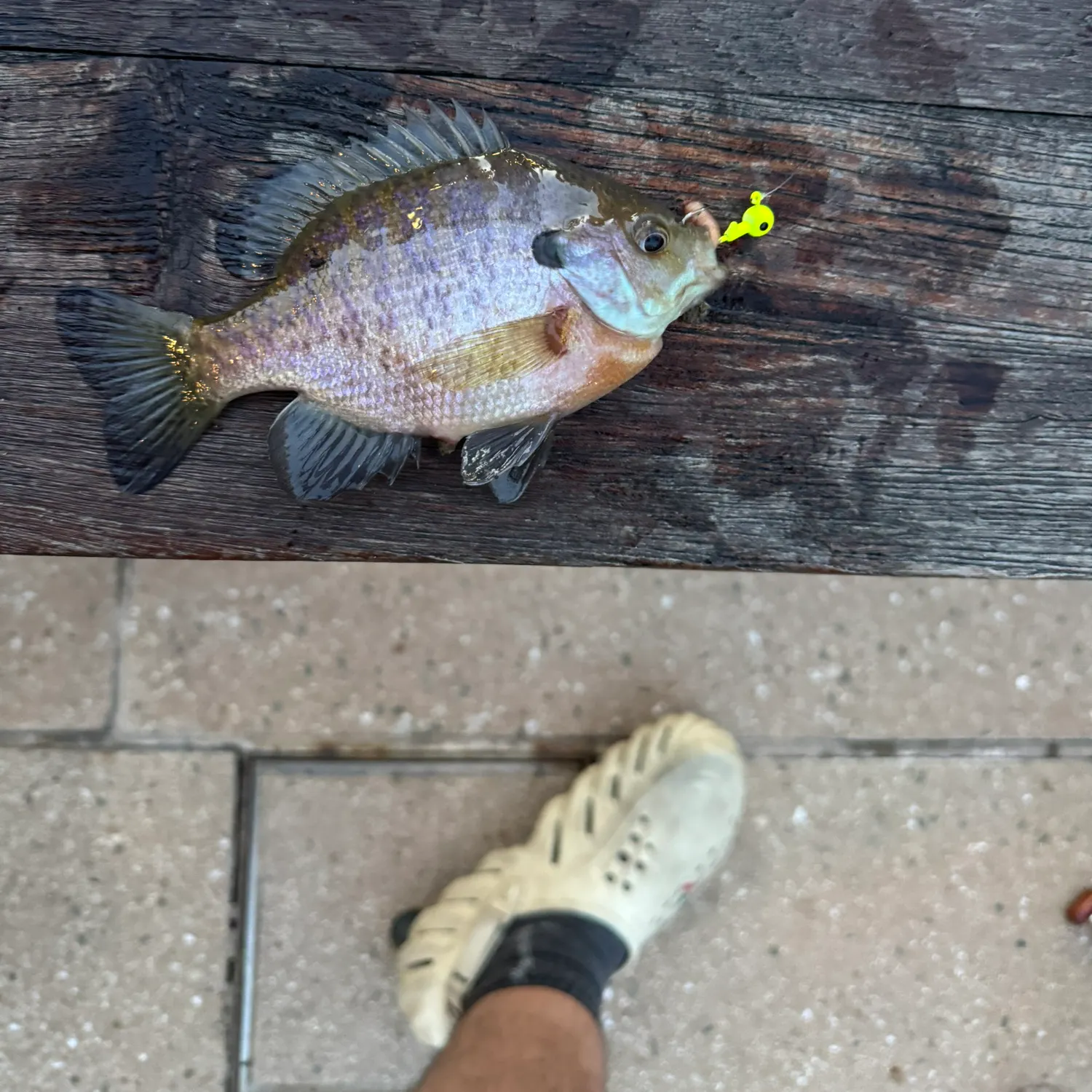 recently logged catches