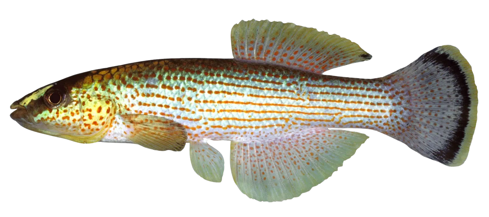 Northern studfish
