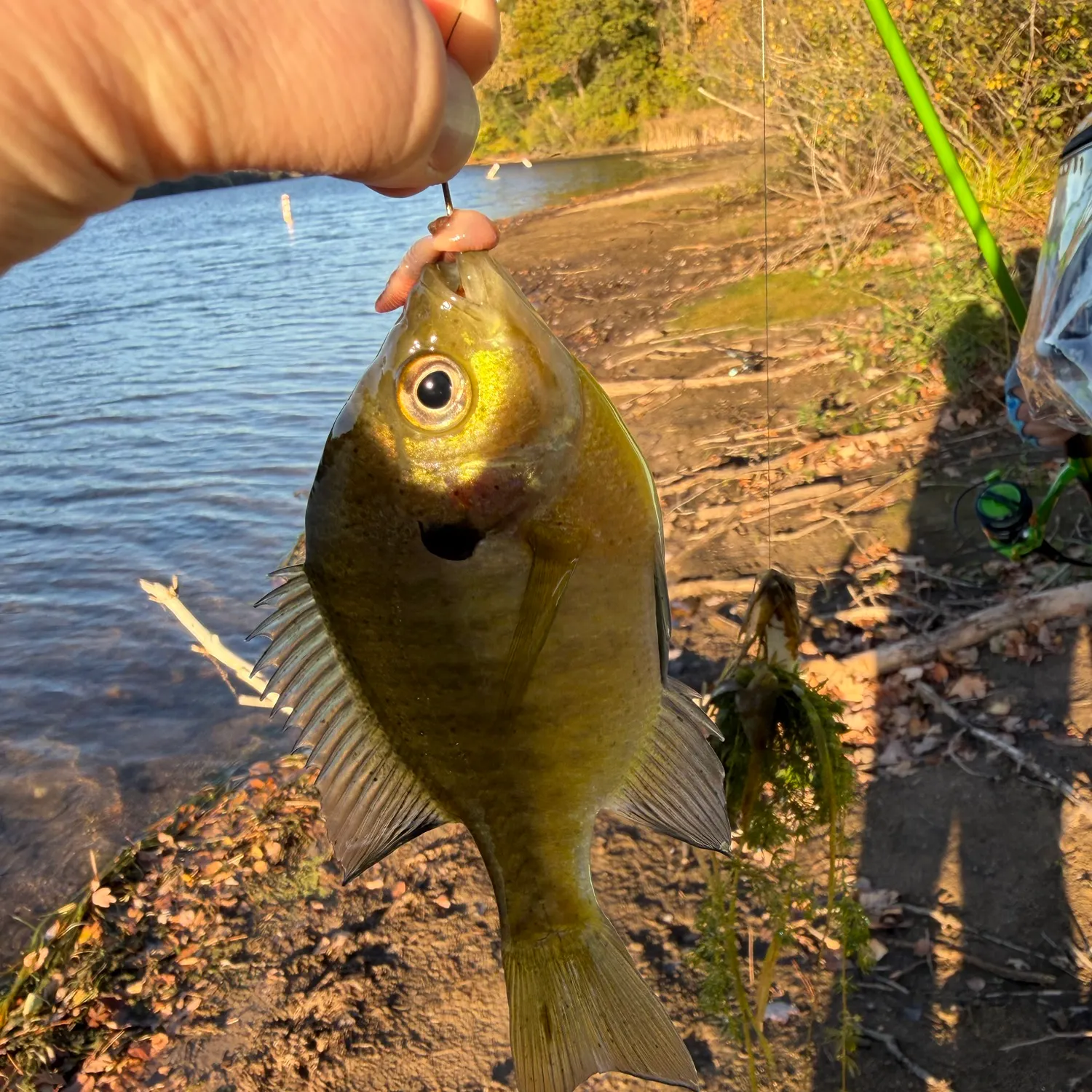 Bluegill caught on Fishbrain