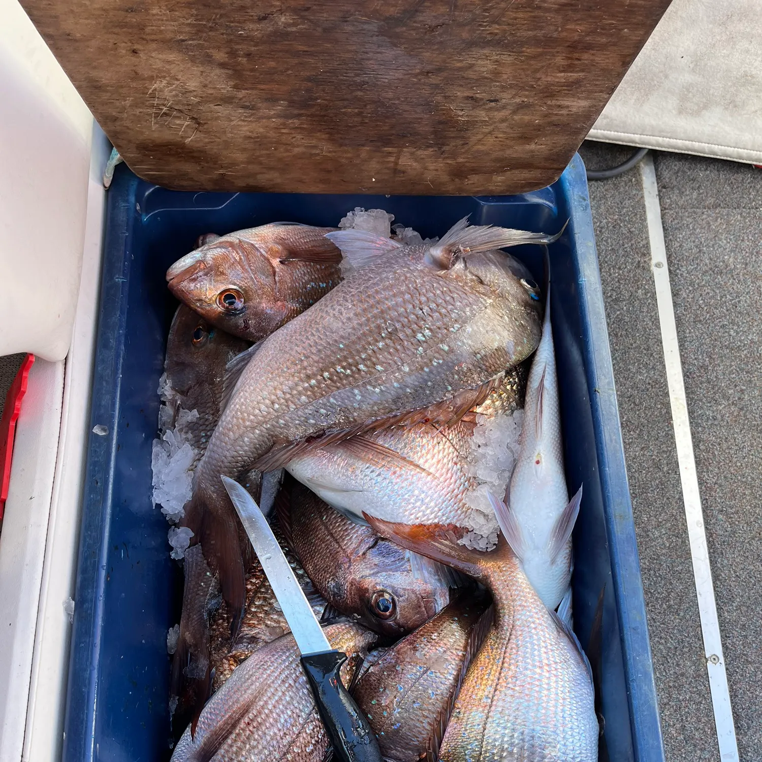 recently logged catches