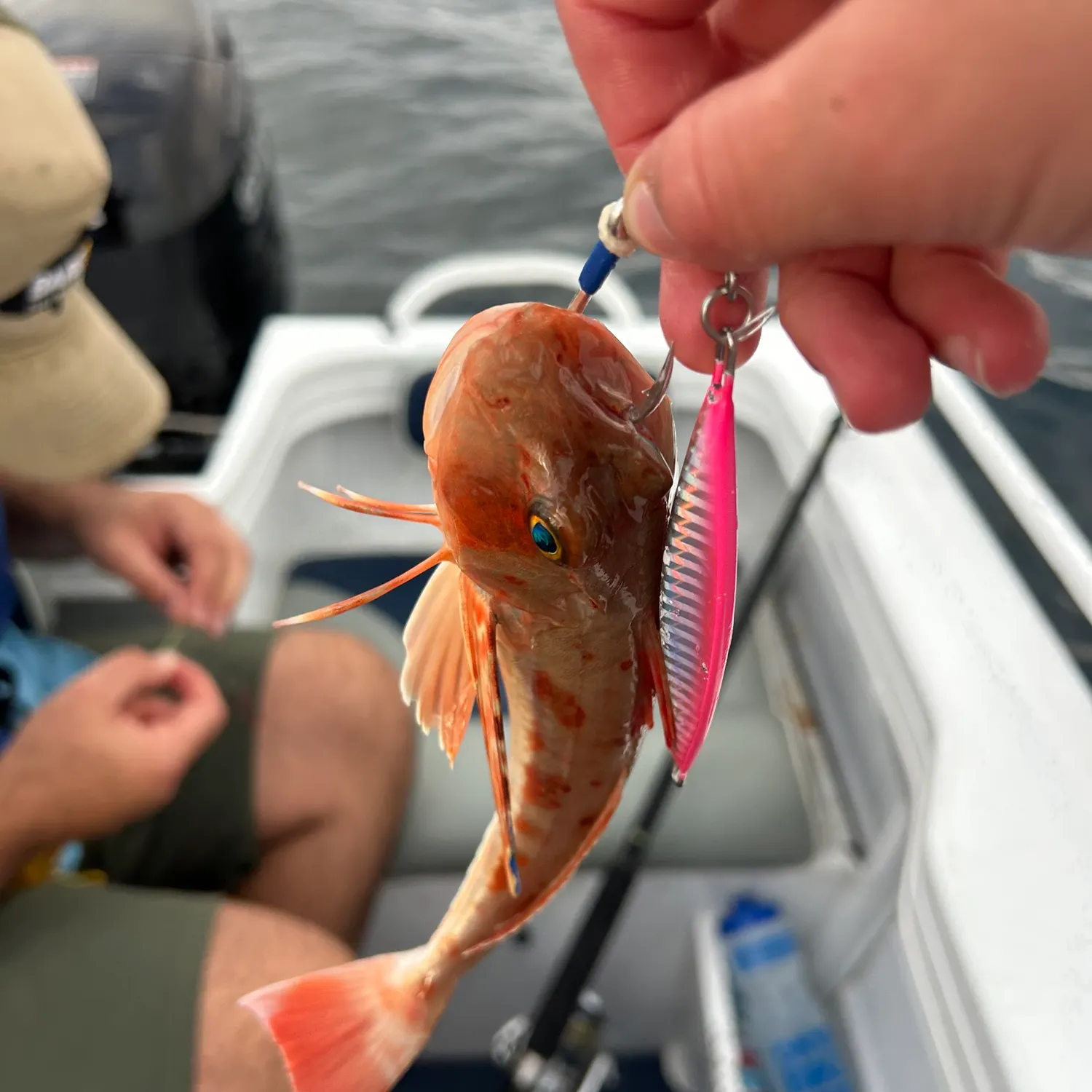 The most recent Sixblotch hind catches on Fishbrain