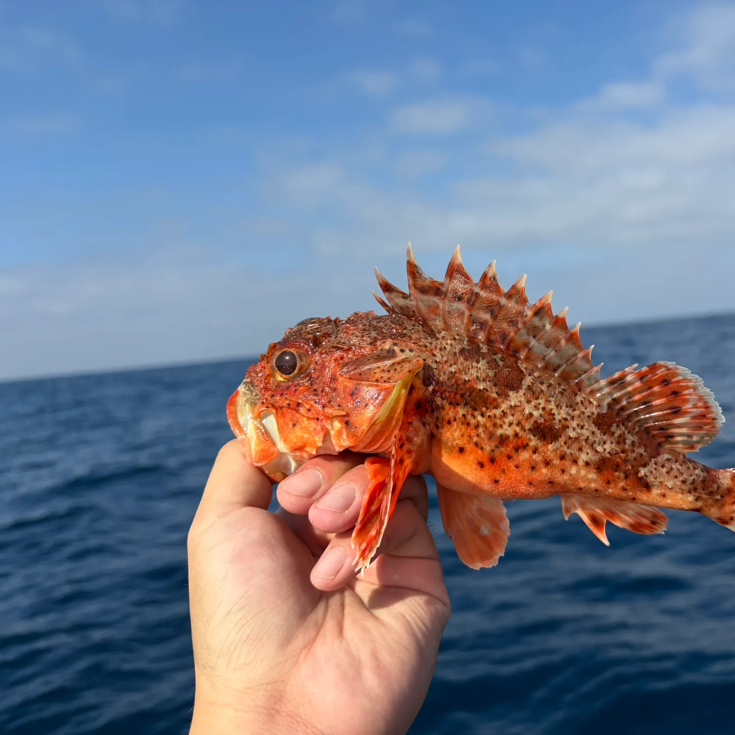 California scorpionfish caught on Fishbrain