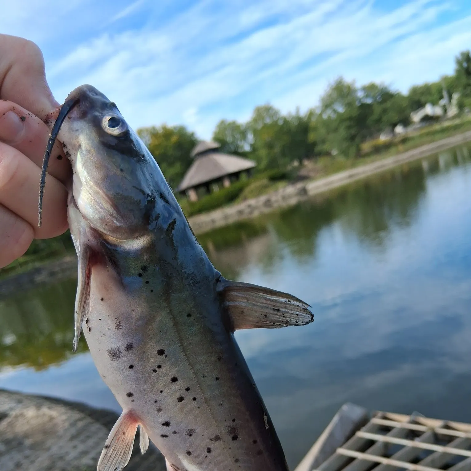 Channel catfish caught on Fishbrain