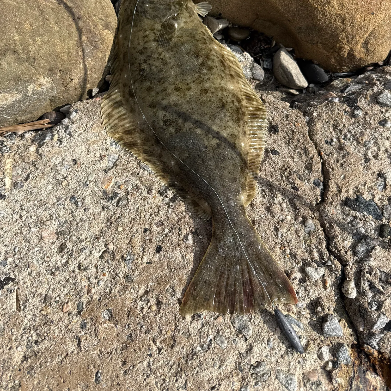 California halibut caught on Fishbrain