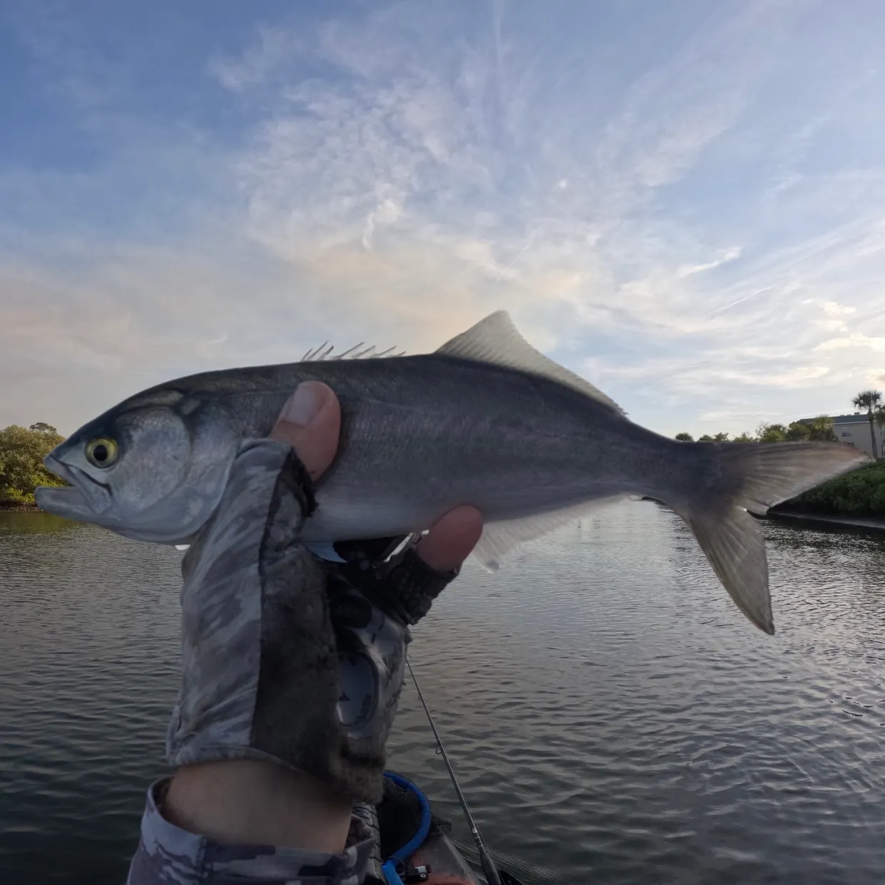 The most recent Bluefish catches on Fishbrain