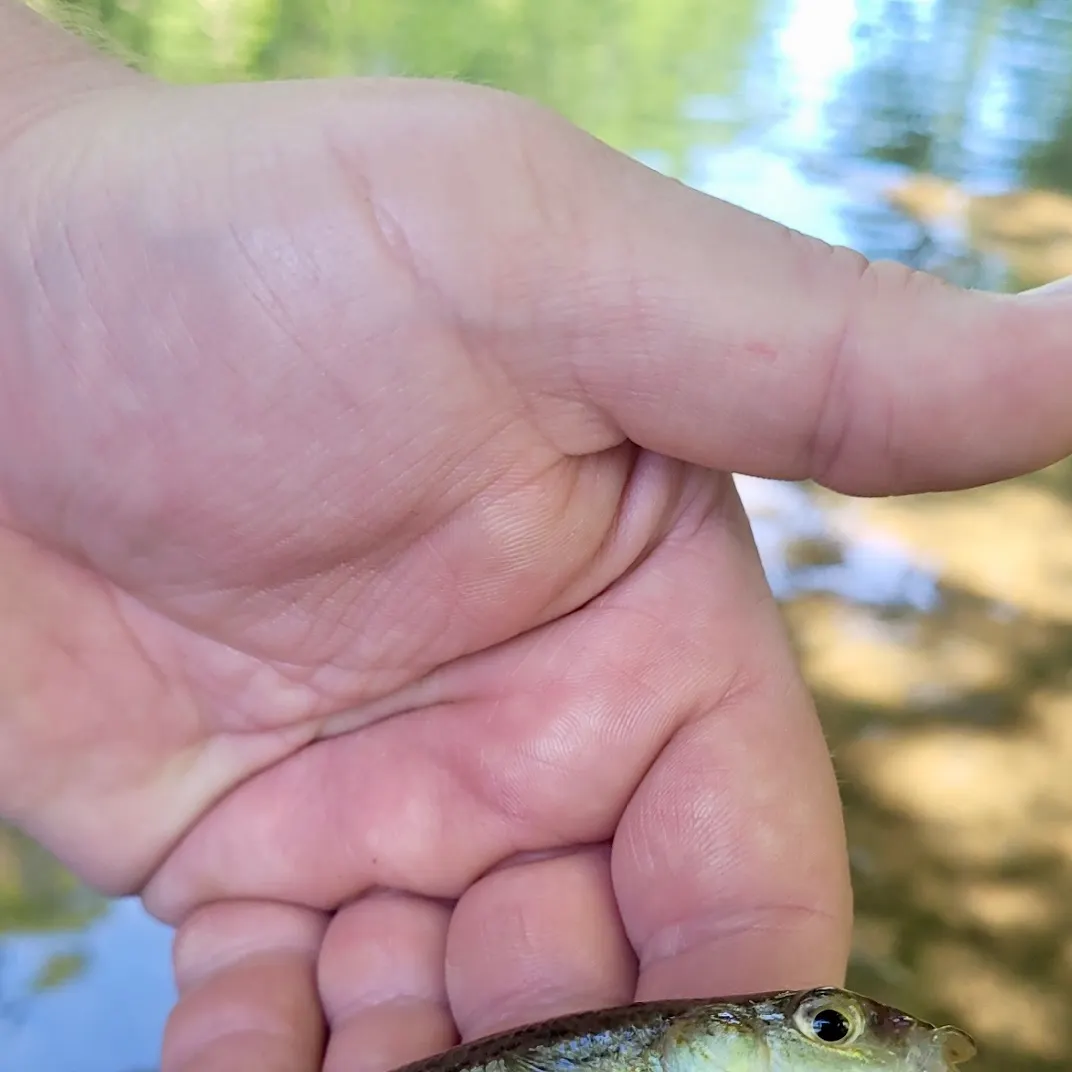 The most recent Northern studfish catches on Fishbrain