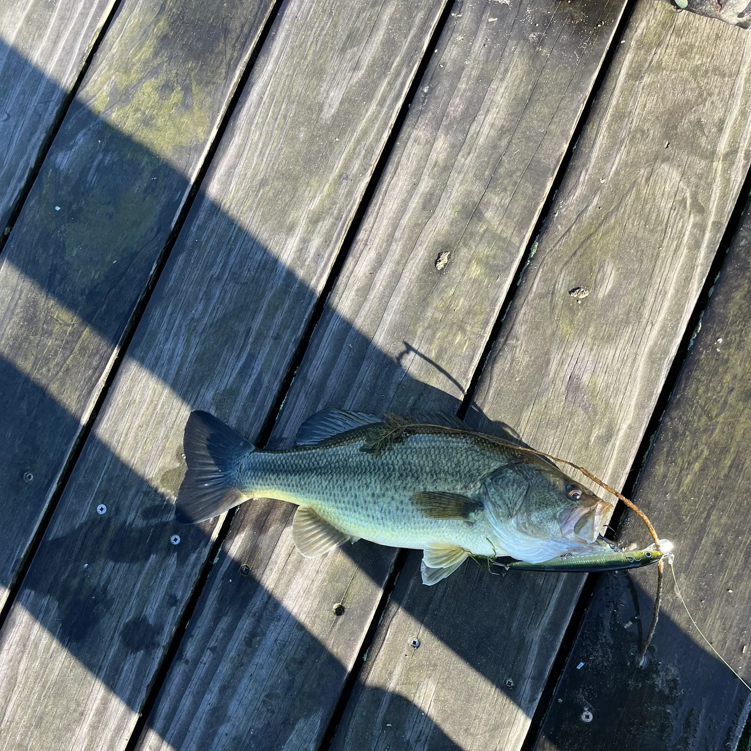 Largemouth bass caught on Fishbrain