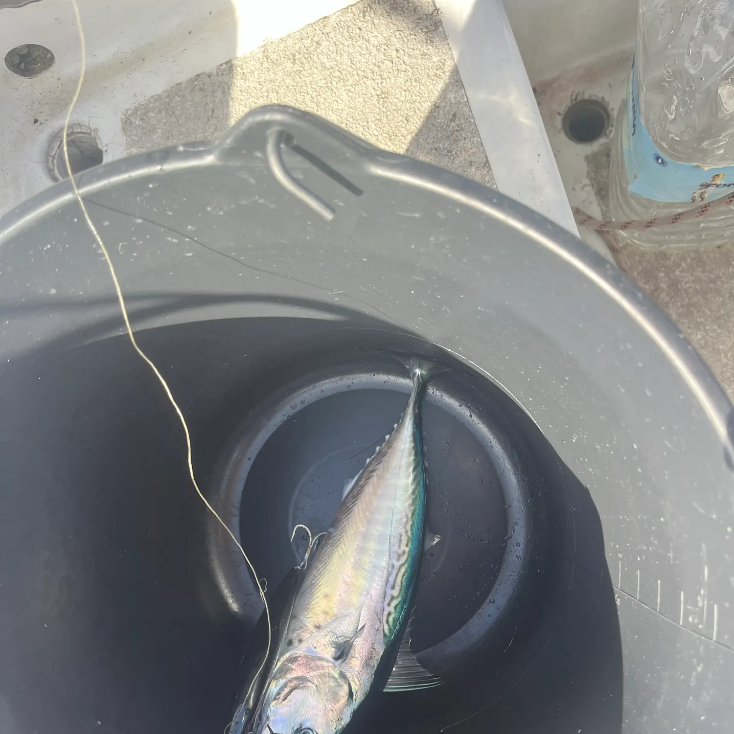 The most recent Little tunny catches on Fishbrain