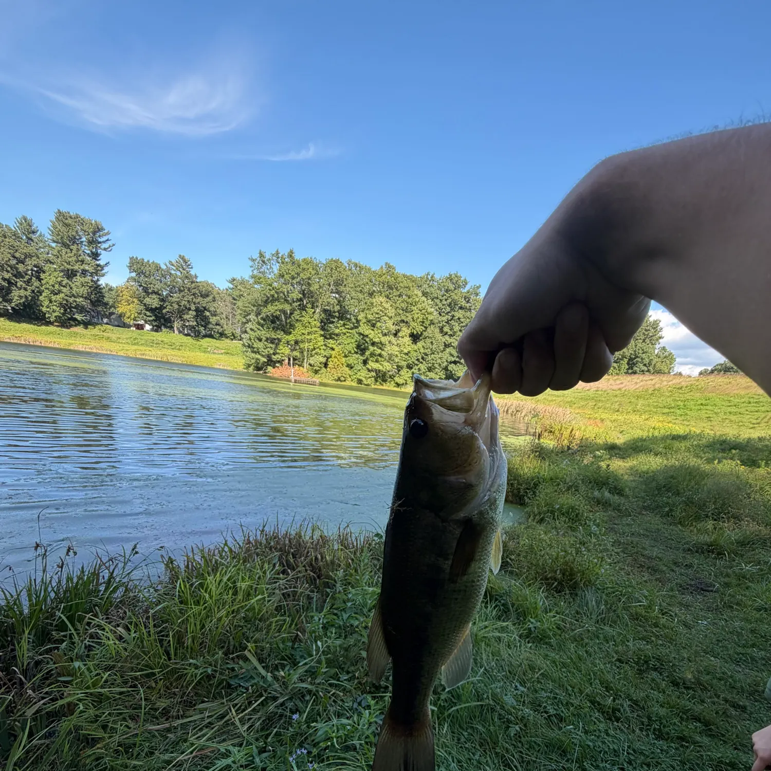Smallmouth bass caught on Fishbrain