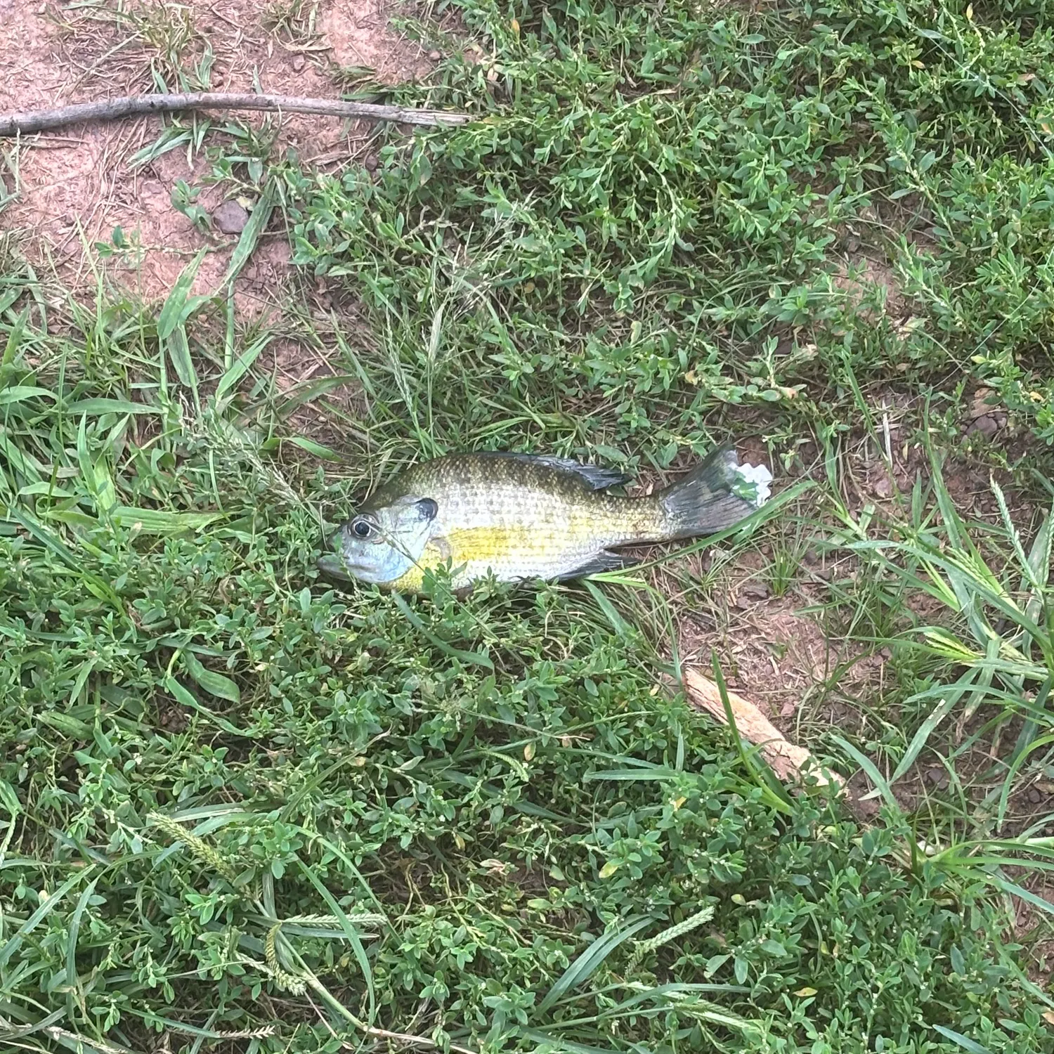 Bluegill caught on Fishbrain