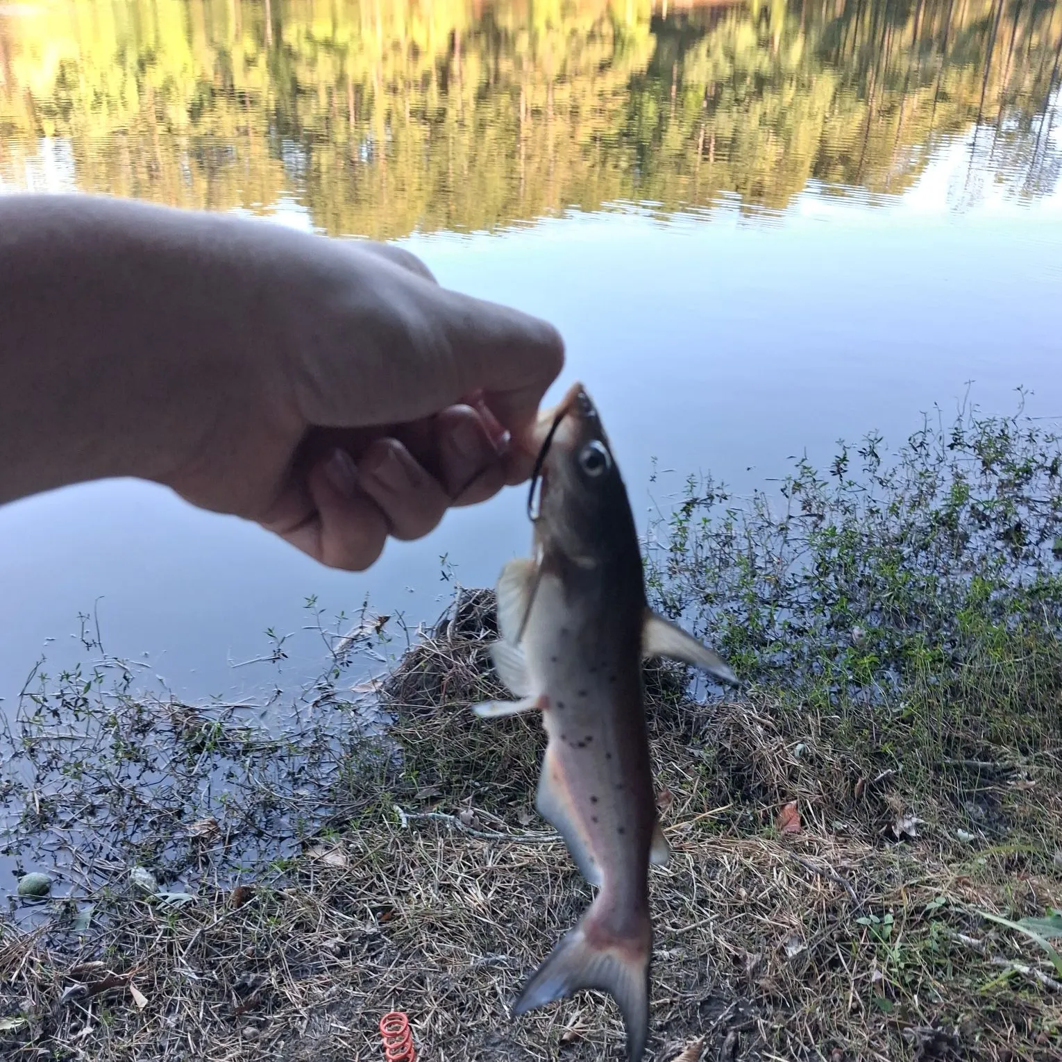 Channel catfish caught on Fishbrain