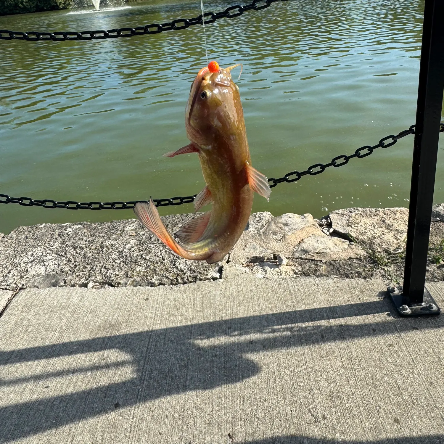 Black bullhead caught on Fishbrain