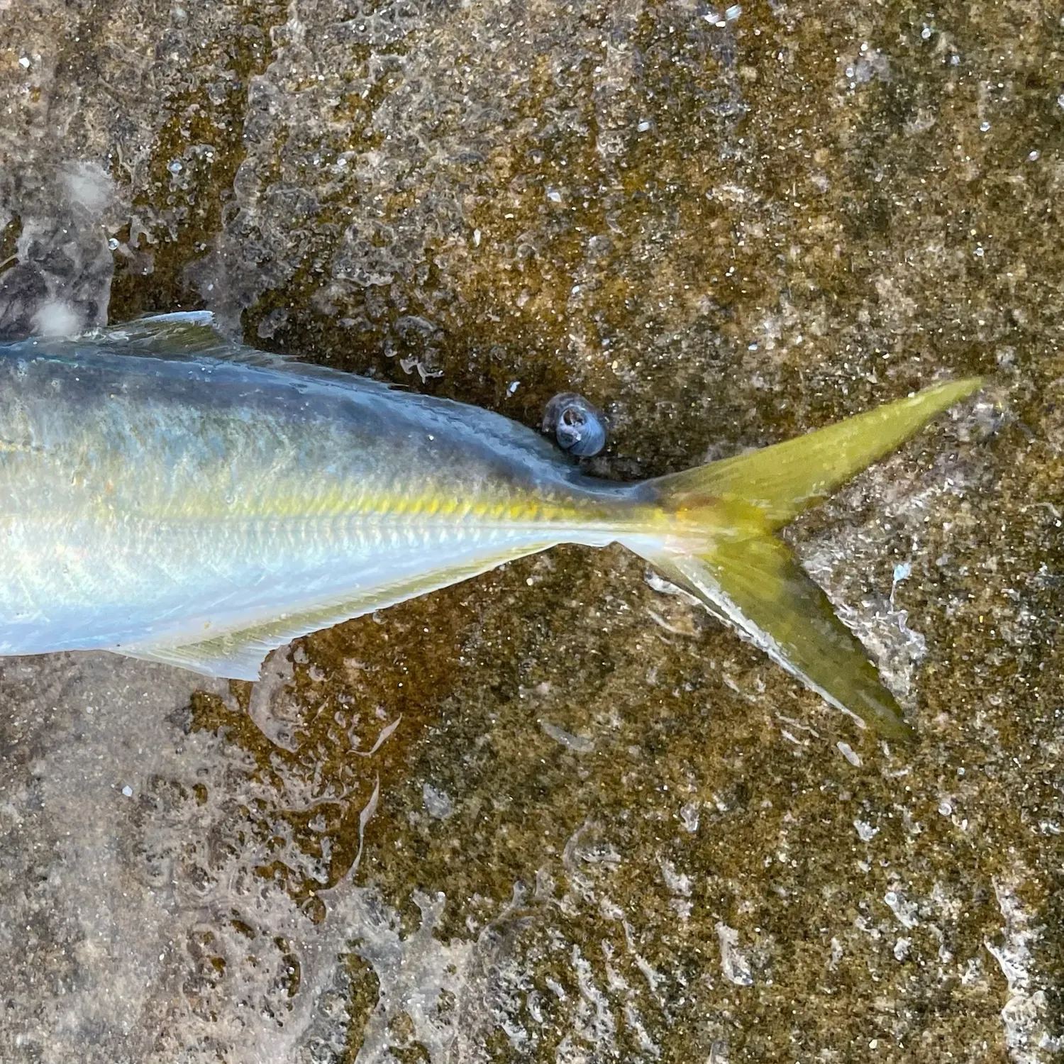 The most recent Yellowtail scad catches on Fishbrain