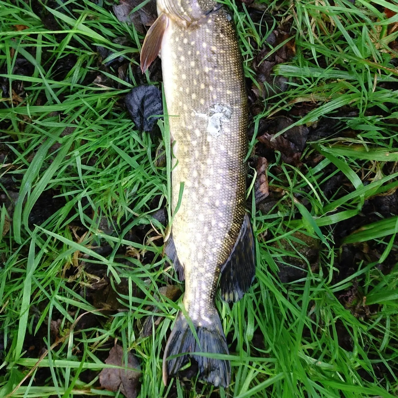 Northern pike caught on Fishbrain