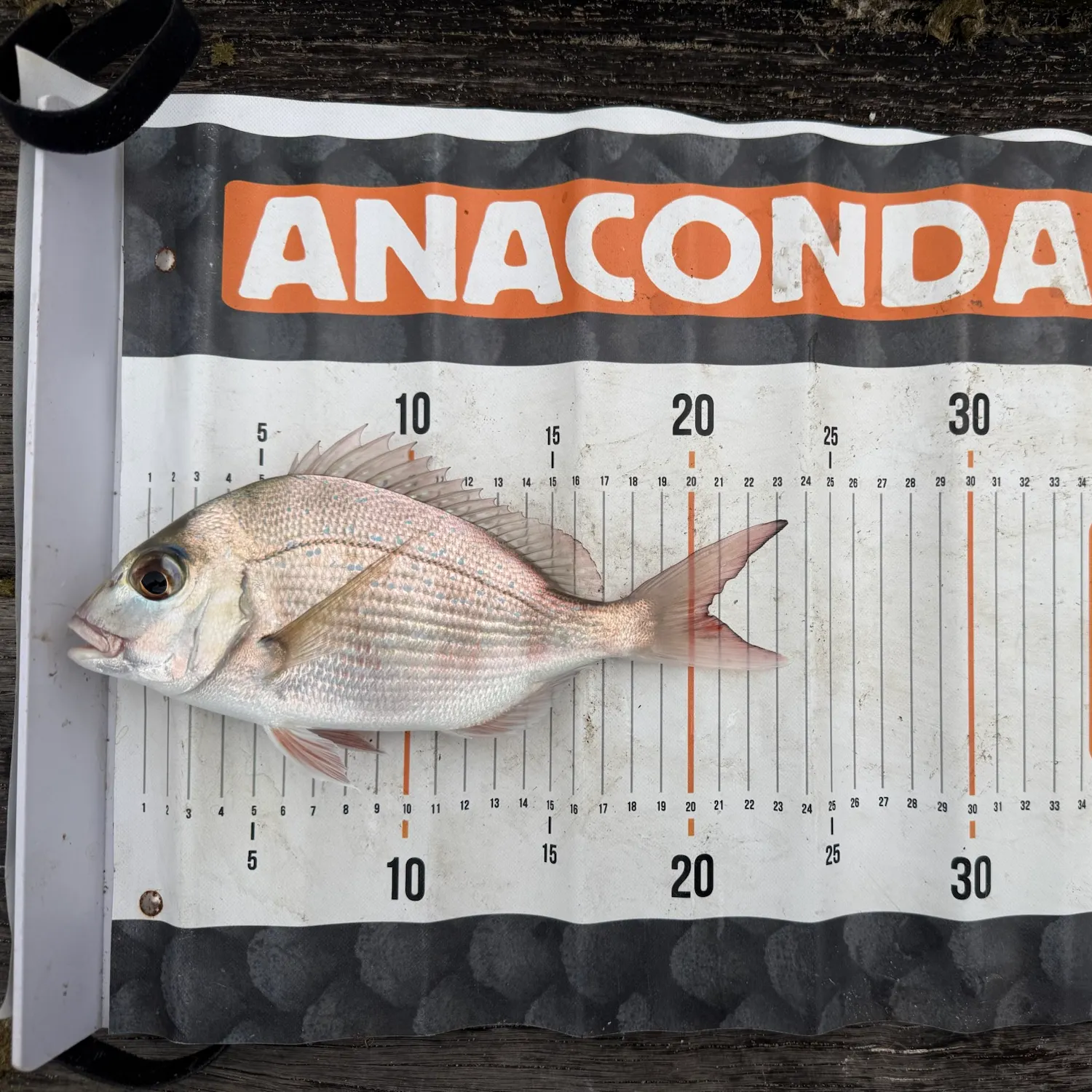 Australasian snapper caught on Fishbrain
