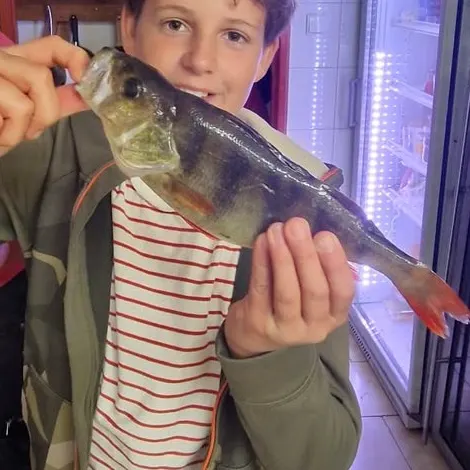 European perch caught on Fishbrain