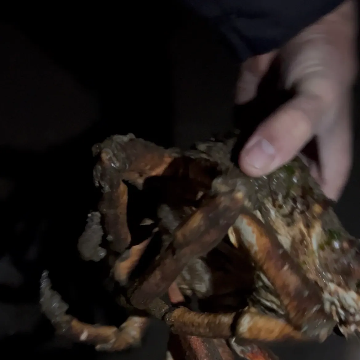 The most recent European spider crab catches on Fishbrain