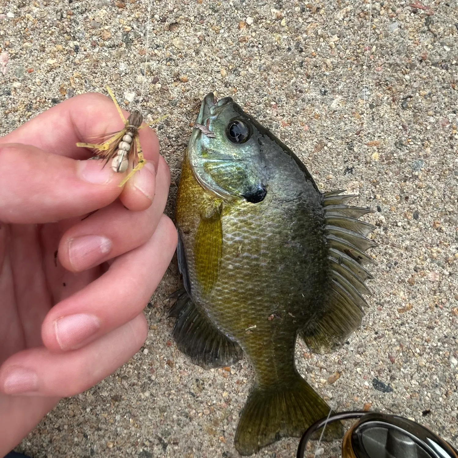 Bluegill caught on Fishbrain