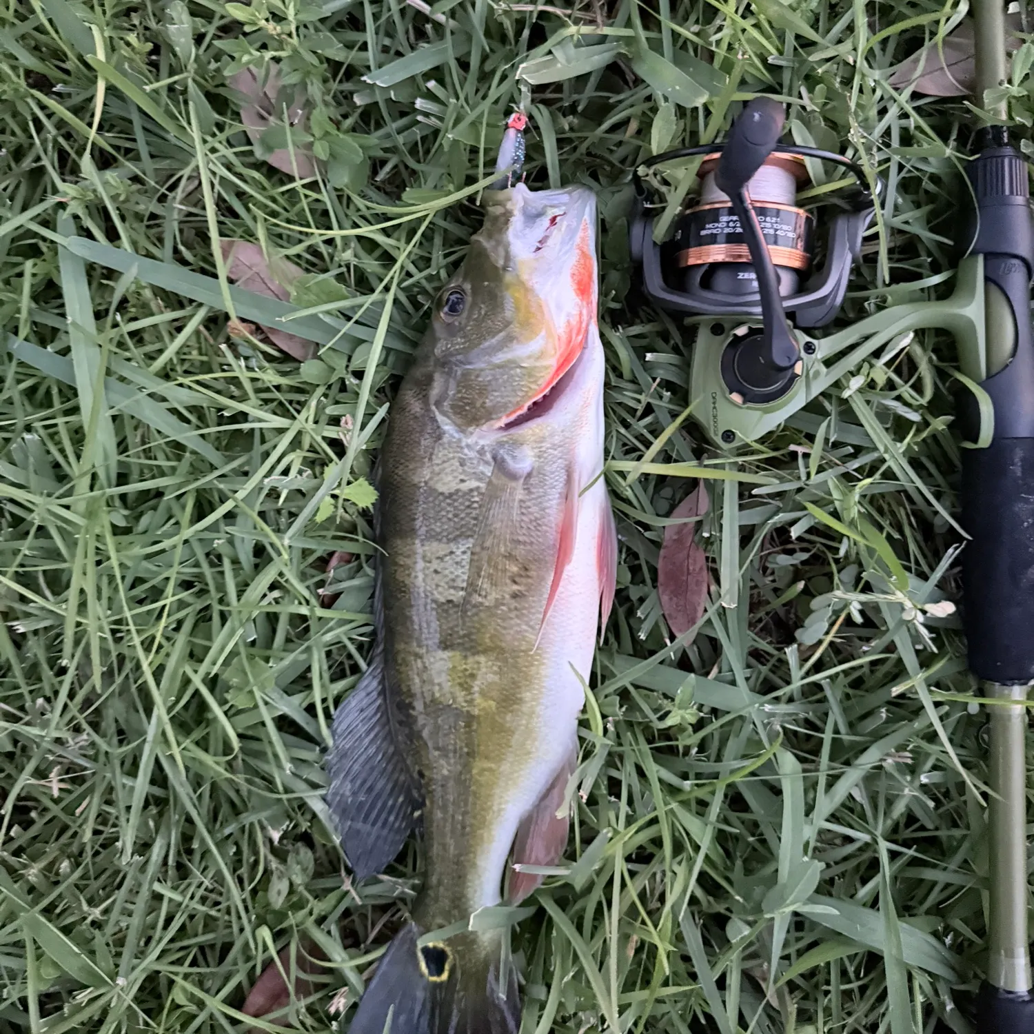 Butterfly peacock bass caught on Fishbrain