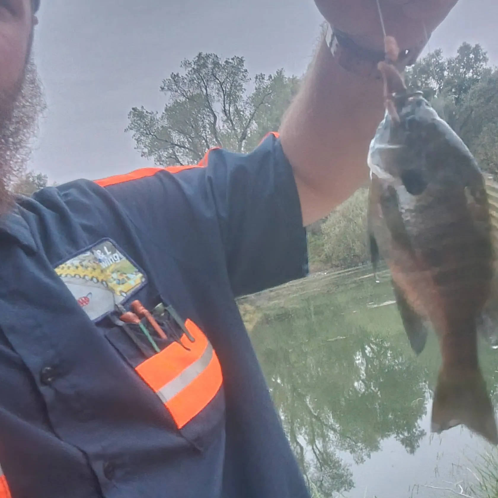 Bluegill caught on Fishbrain