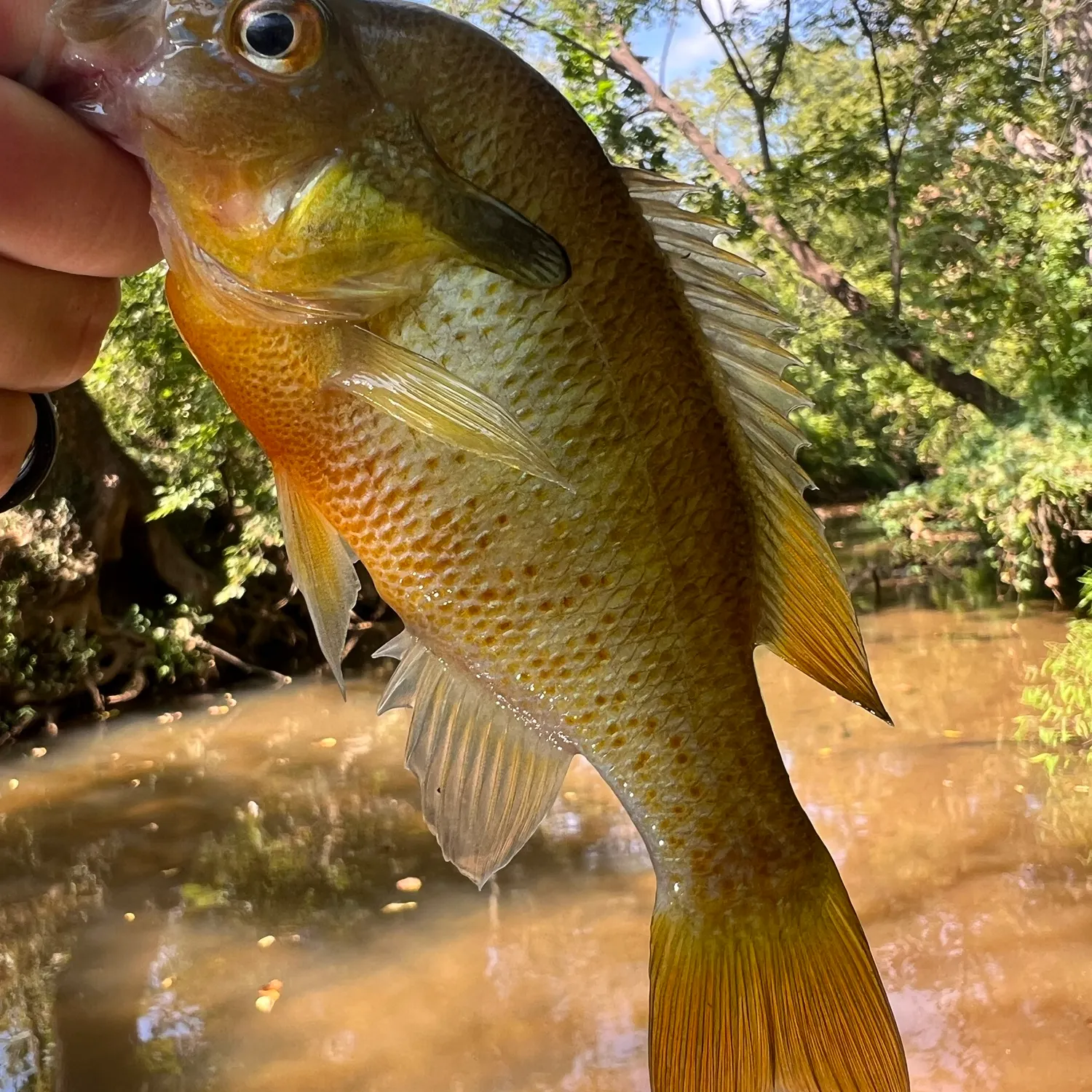 Redbreast sunfish caught on Fishbrain