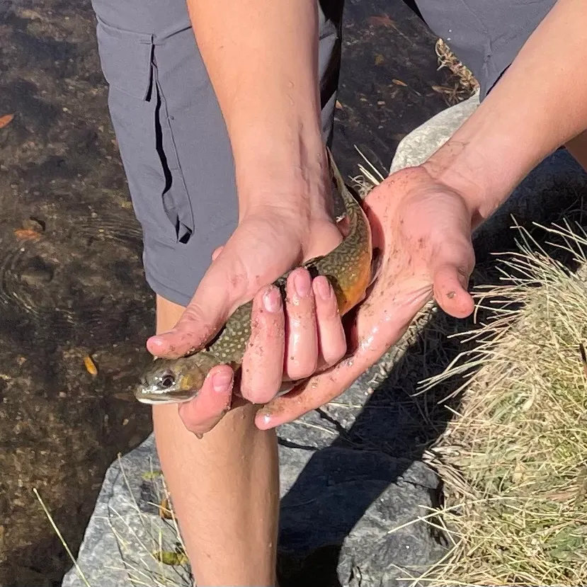 Brook trout caught on Fishbrain