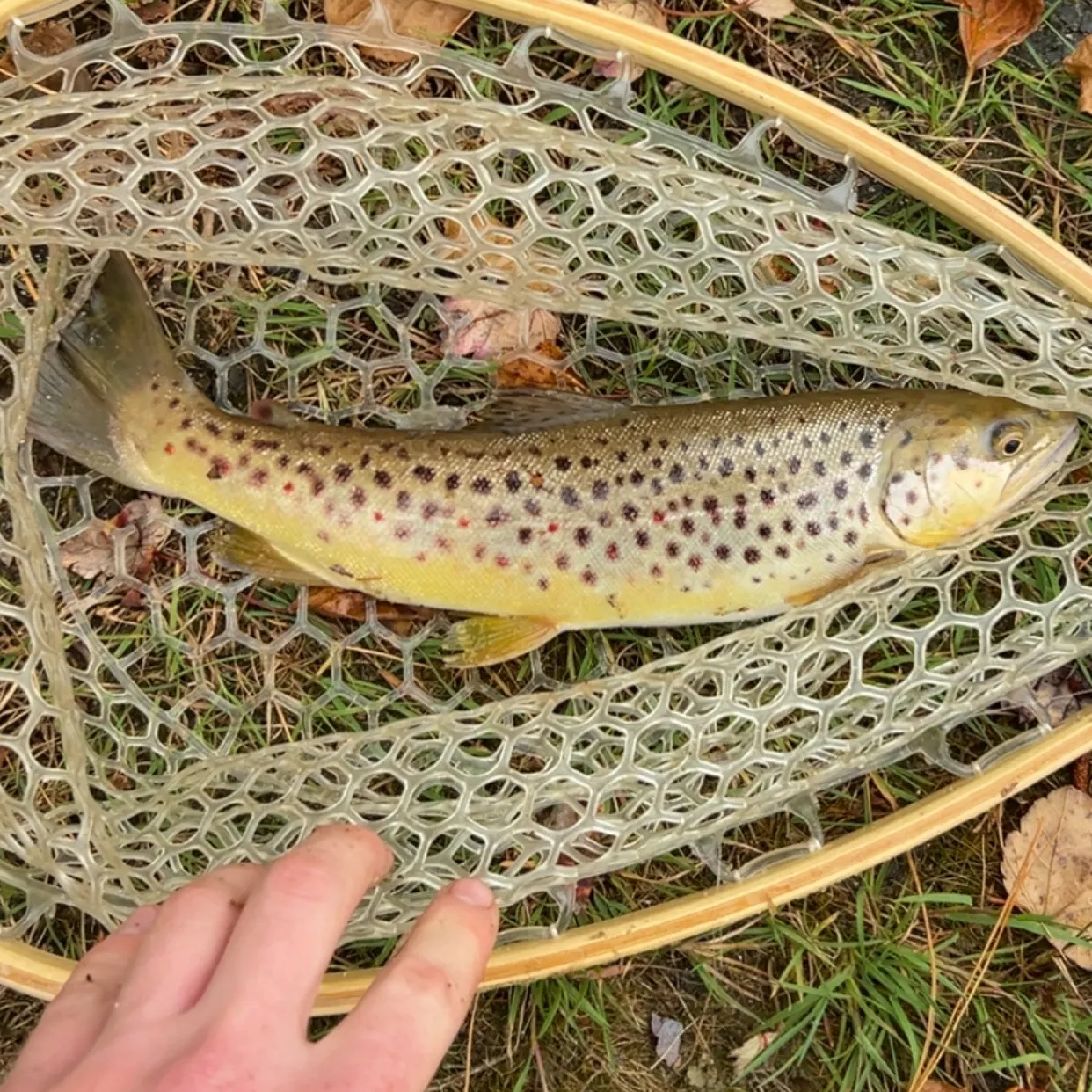 Brown trout caught on Fishbrain