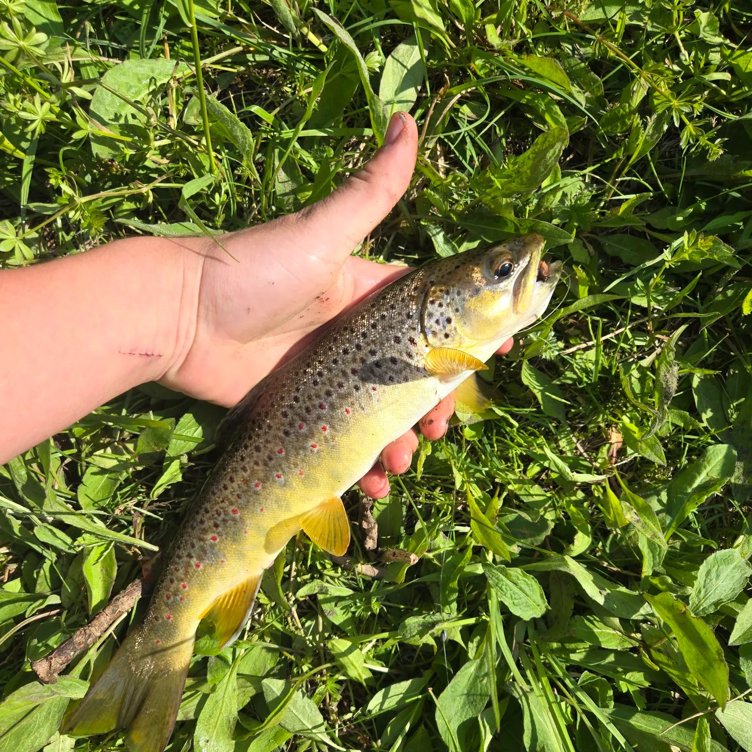 Brown trout caught on Fishbrain