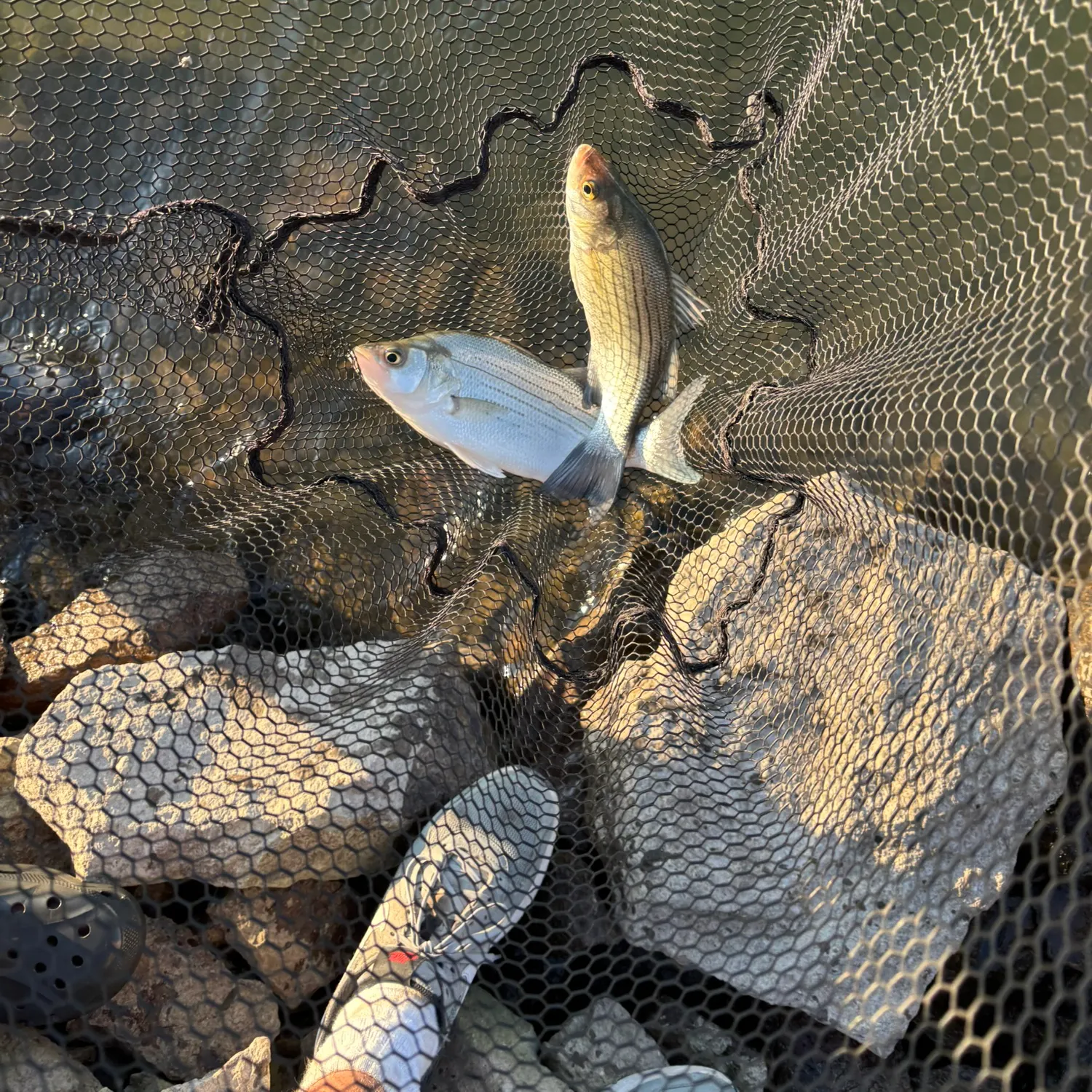 White bass caught on Fishbrain