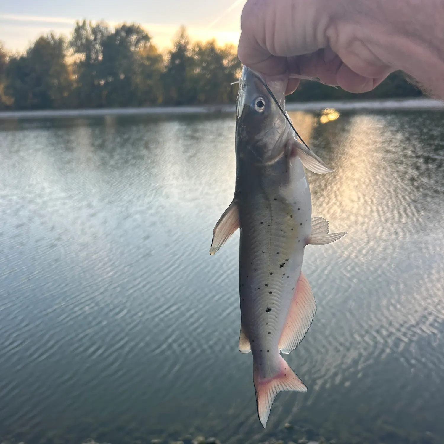 Channel catfish caught on Fishbrain