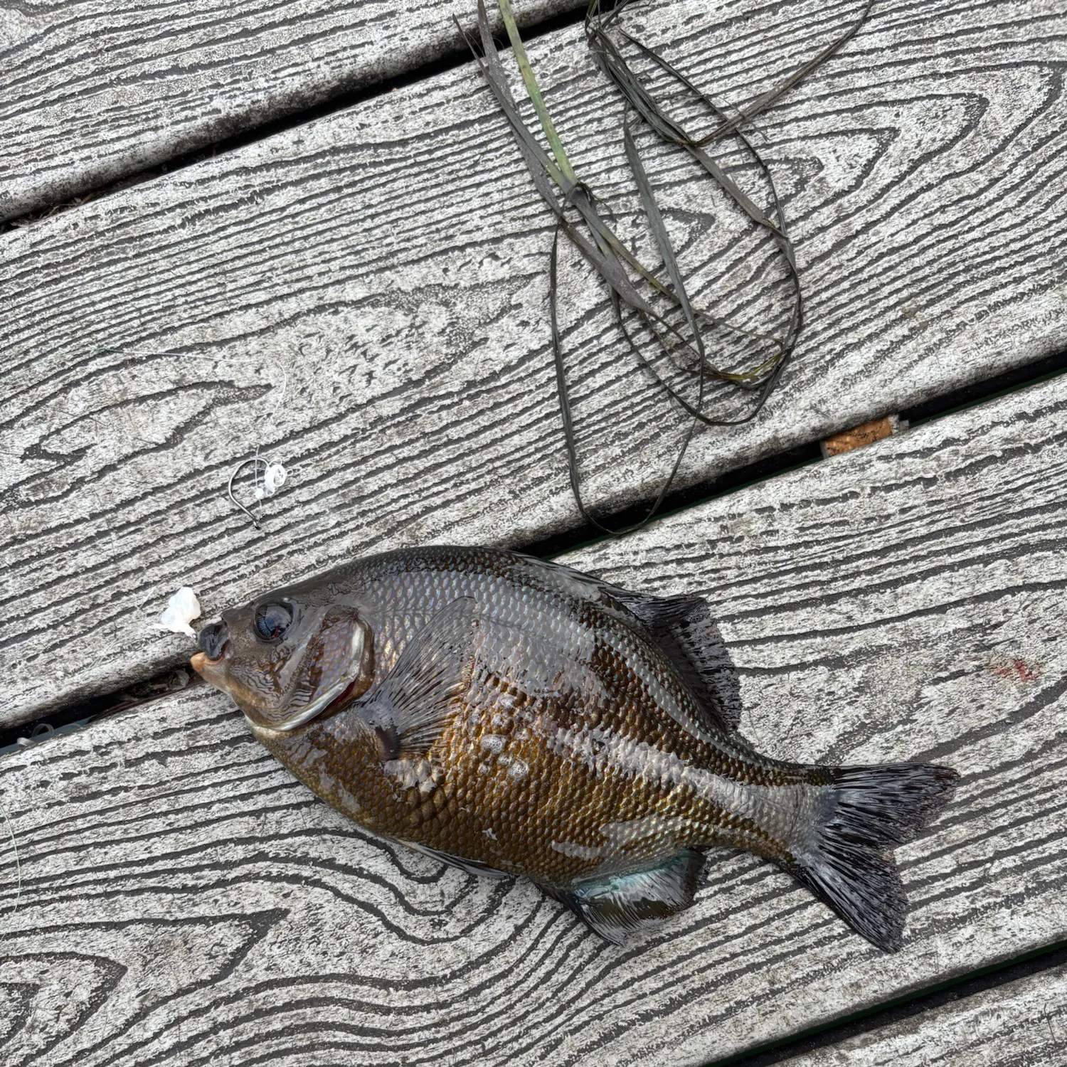 The most recent Black perch catches on Fishbrain